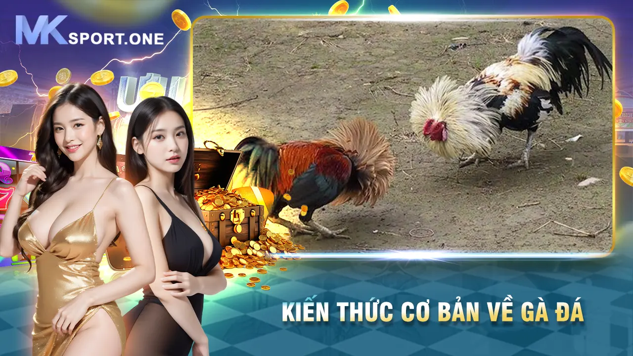 Kiến thức cơ bản về gà đá